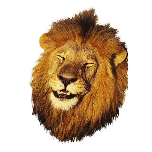 Стикер Lion life 😅