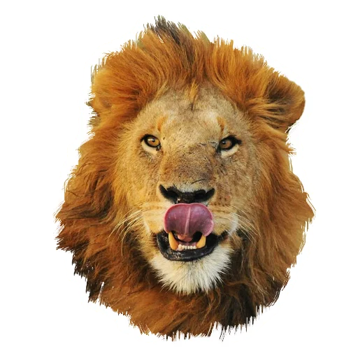 Telegram Sticker «Lion life» ?