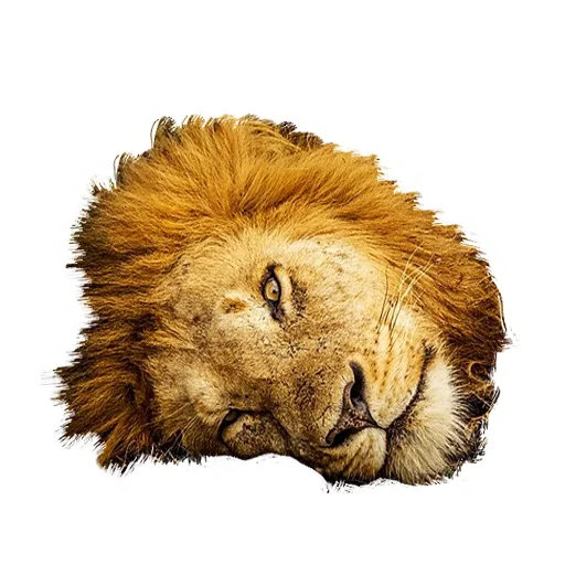 Стикер Lion life 😑