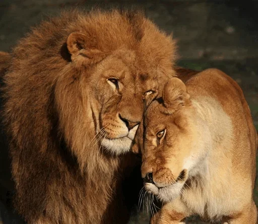 Эмодзи Lions 🥳
