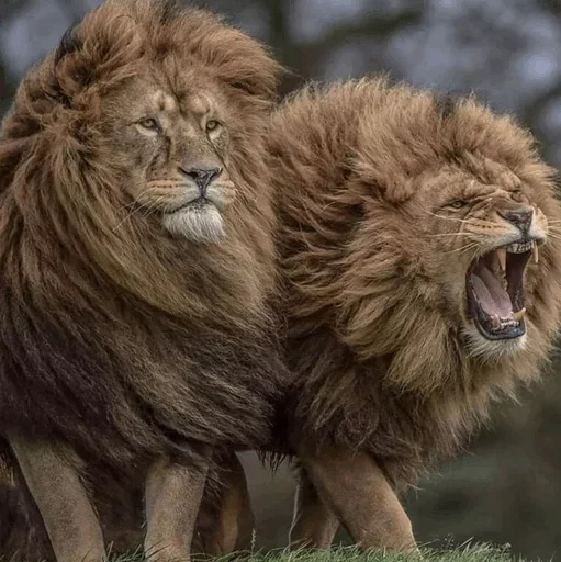 Lions emoji 🤪