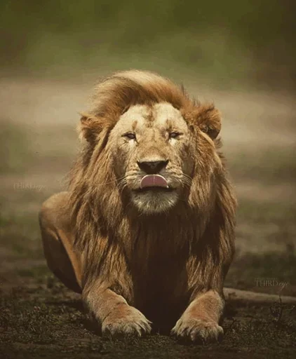 Lions emoji 🤨