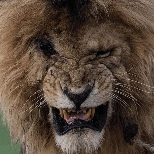 Lions emoji 😚