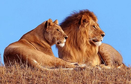 Telegram Sticker «Lions» 😙