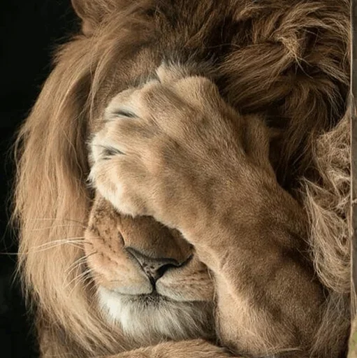 Lions emoji 😟