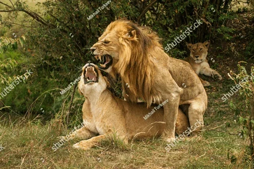 Lions stiker 😙