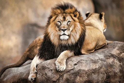 Lions sticker 😗