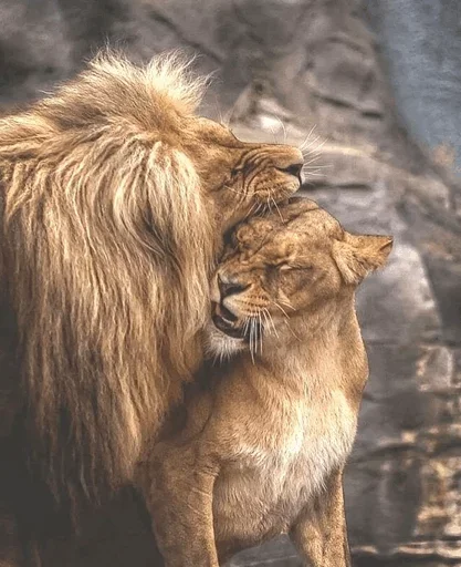 Telegram Sticker «Lions» 😜
