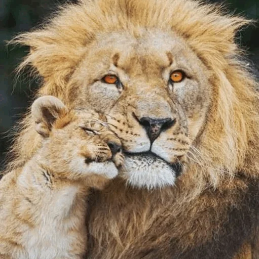Lions sticker 😉