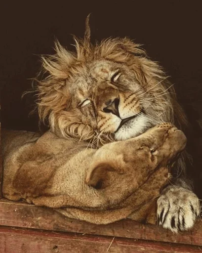 Lions emoji 😉
