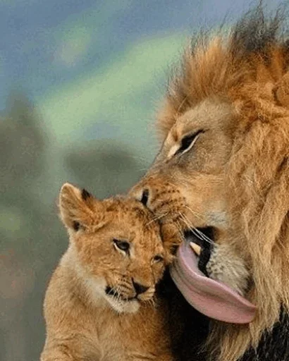 Lions sticker 😚