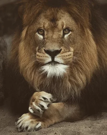 Эмодзи Lions 😌