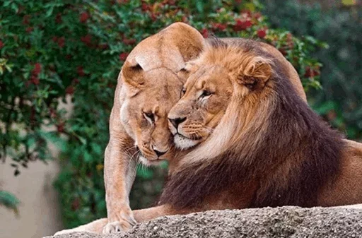 Эмодзи Lions 😙