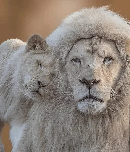 Эмодзи Lions 🤪