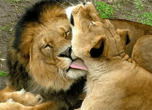 Lions emoji 🤪