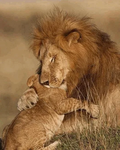 Lions sticker 😙