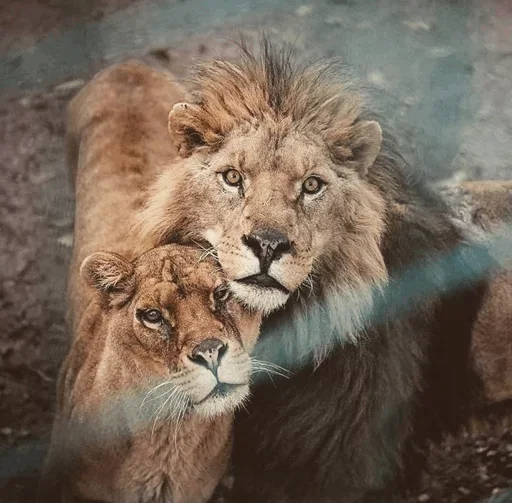 Эмодзи Lions 😙
