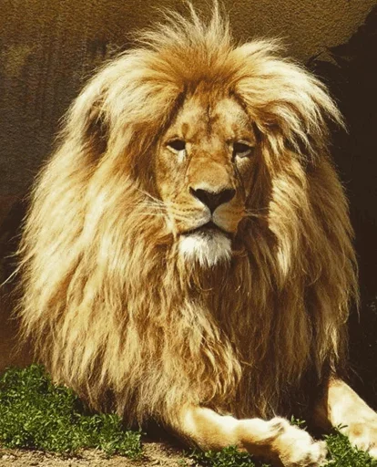 Telegram Sticker «Lions» 🤪