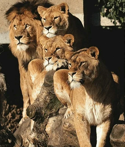 Эмодзи Lions 🤨