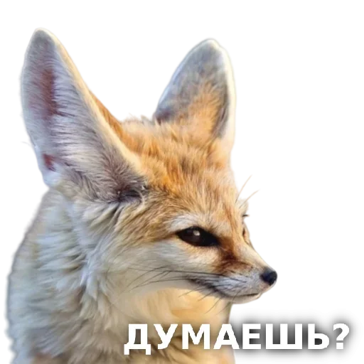 Telegram Sticker «ЛисичкоПак» ?