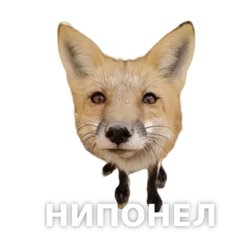 Telegram stiker «ЛисичкоПак» ?
