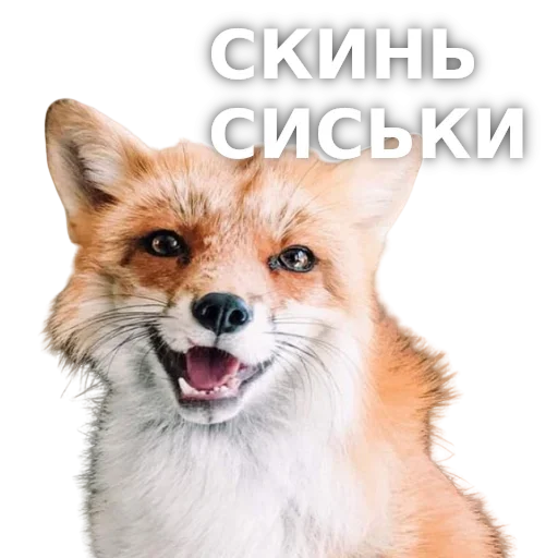 Telegram Sticker «ЛисичкоПак» ?