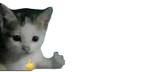 Telegram stiker «Little Kitties» 😹