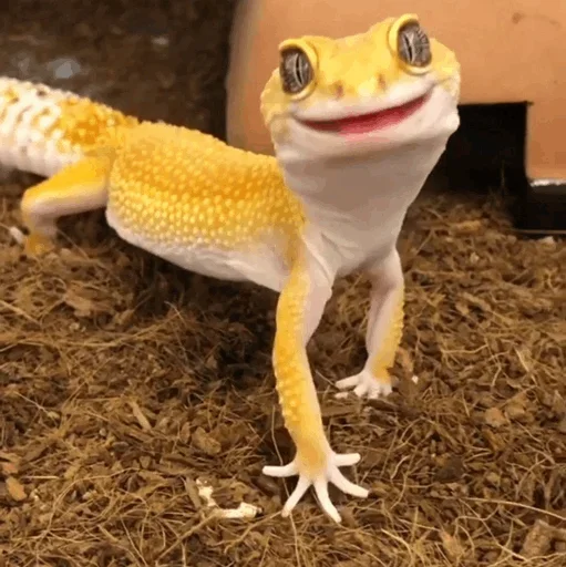 Lizard Boy emoji 🤪