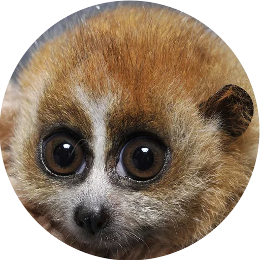 Стікер Lovely Lemurs  😍