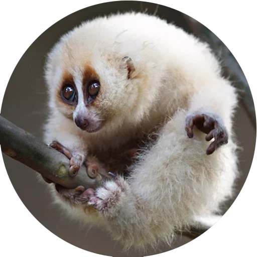 Lovely Lemurs emoji ☺️