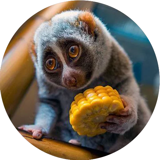 Telegram Sticker «Lovely Lemurs» 🍔