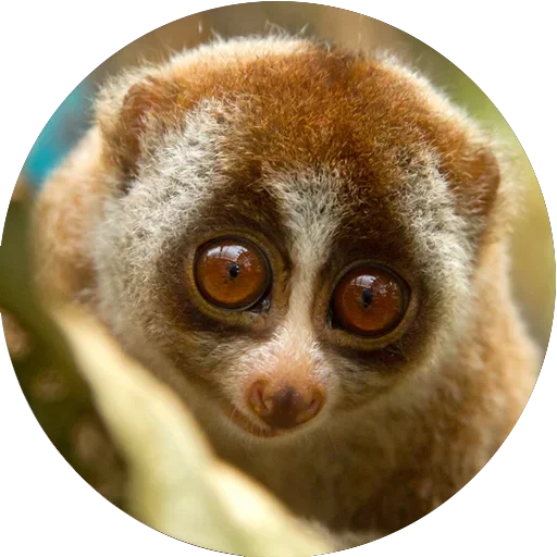Telegram Sticker «Lovely Lemurs» ❤