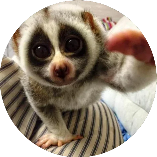 Стікер Telegram «Lovely Lemurs» 😘