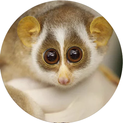 Стикер Lovely Lemurs  😍