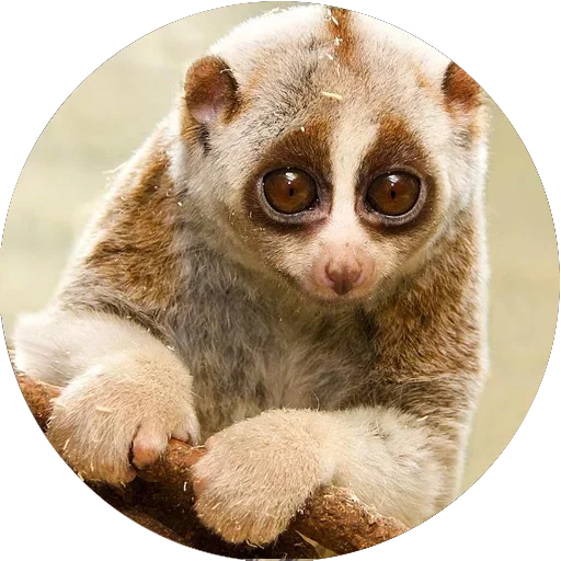 Стікер Lovely Lemurs  😊