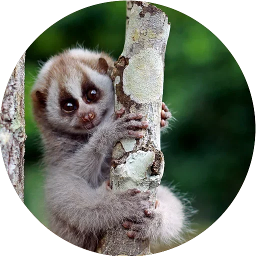 Стикер Lovely Lemurs  😎