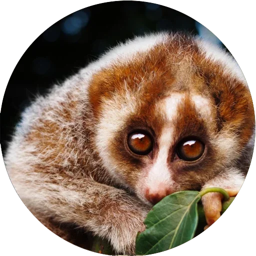 Стикер Lovely Lemurs  ☺️