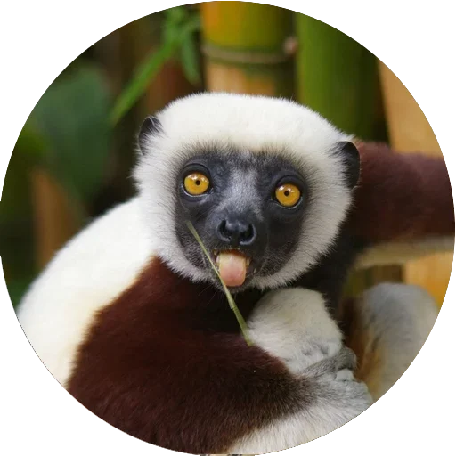 Стикер Lovely Lemurs  😋