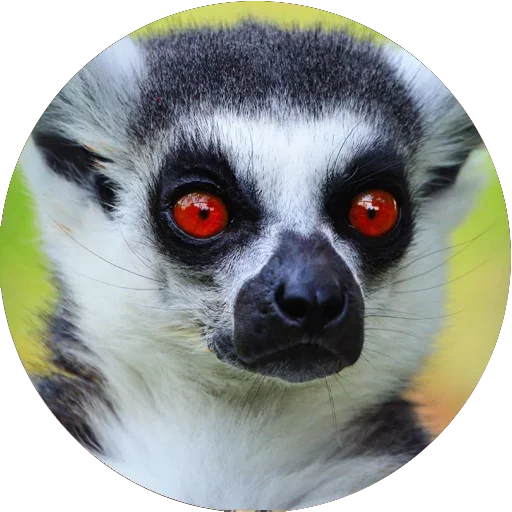 Стикер Telegram «Lovely Lemurs » 😎