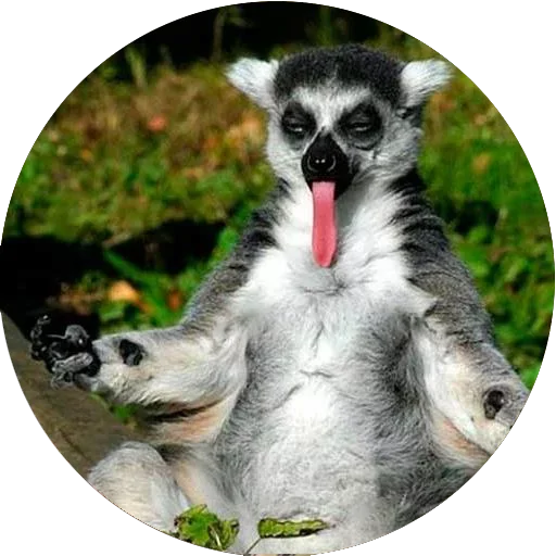 Стикер Lovely Lemurs  😝