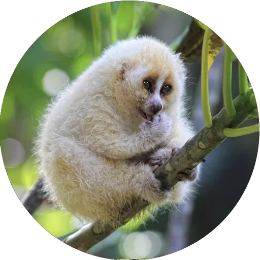 Telegram Sticker «Lovely Lemurs» ☺️