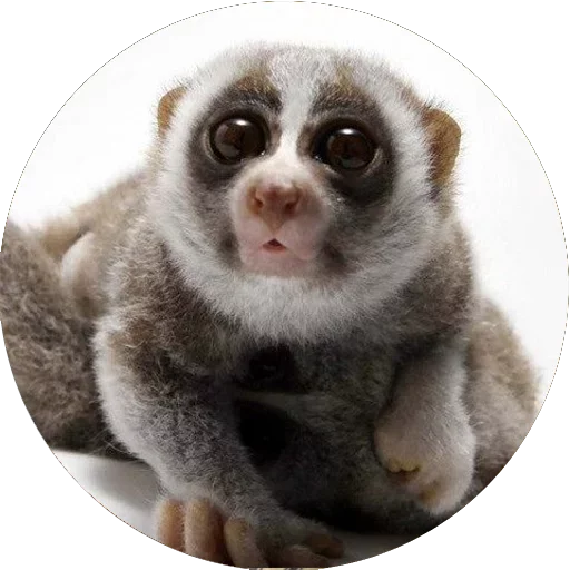 Стикер Lovely Lemurs  😍