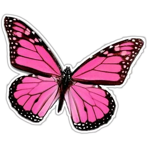 Telegram stiker «butterflyes» 🎀
