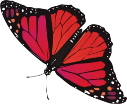 butterflyes stiker 🎀