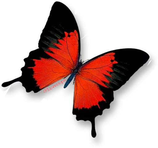 butterflyes sticker 🎀