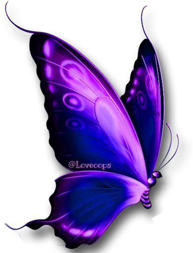 butterflyes stiker 🎀