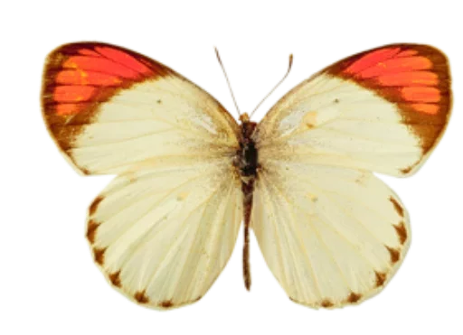 Стікер Telegram «butterflyes» 🎀