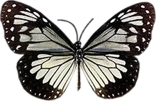 butterflyes sticker 🎀