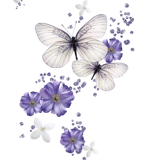 Telegram Sticker «butterflyes» 🦋