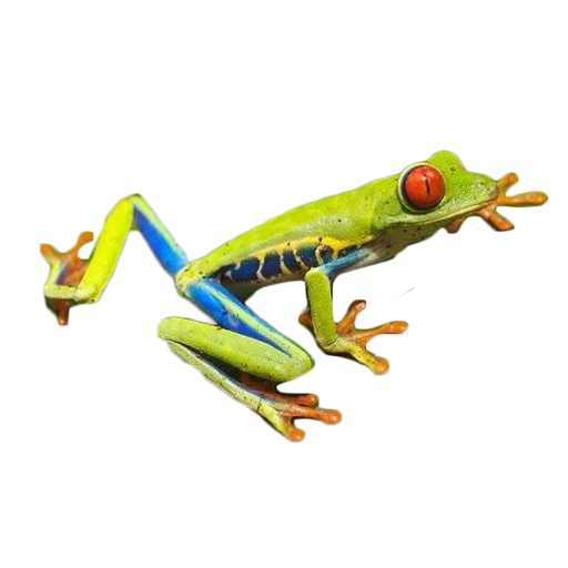 frogs stiker 🐸